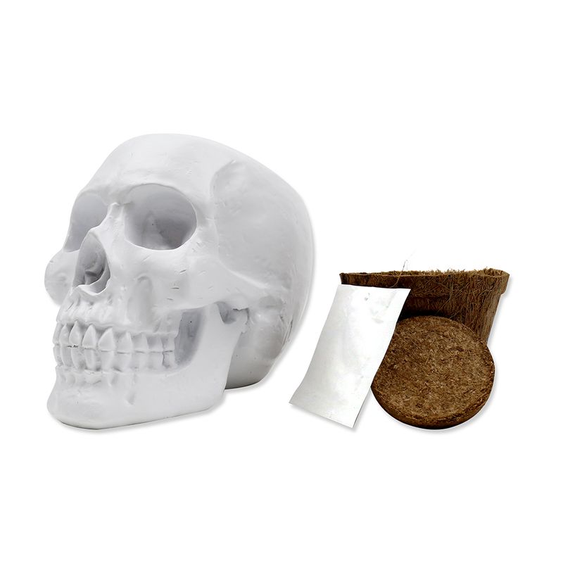 Skull Planter Cactus Grow Kit